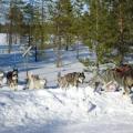 Amundsen Race 2011