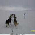 Polardistans 2011