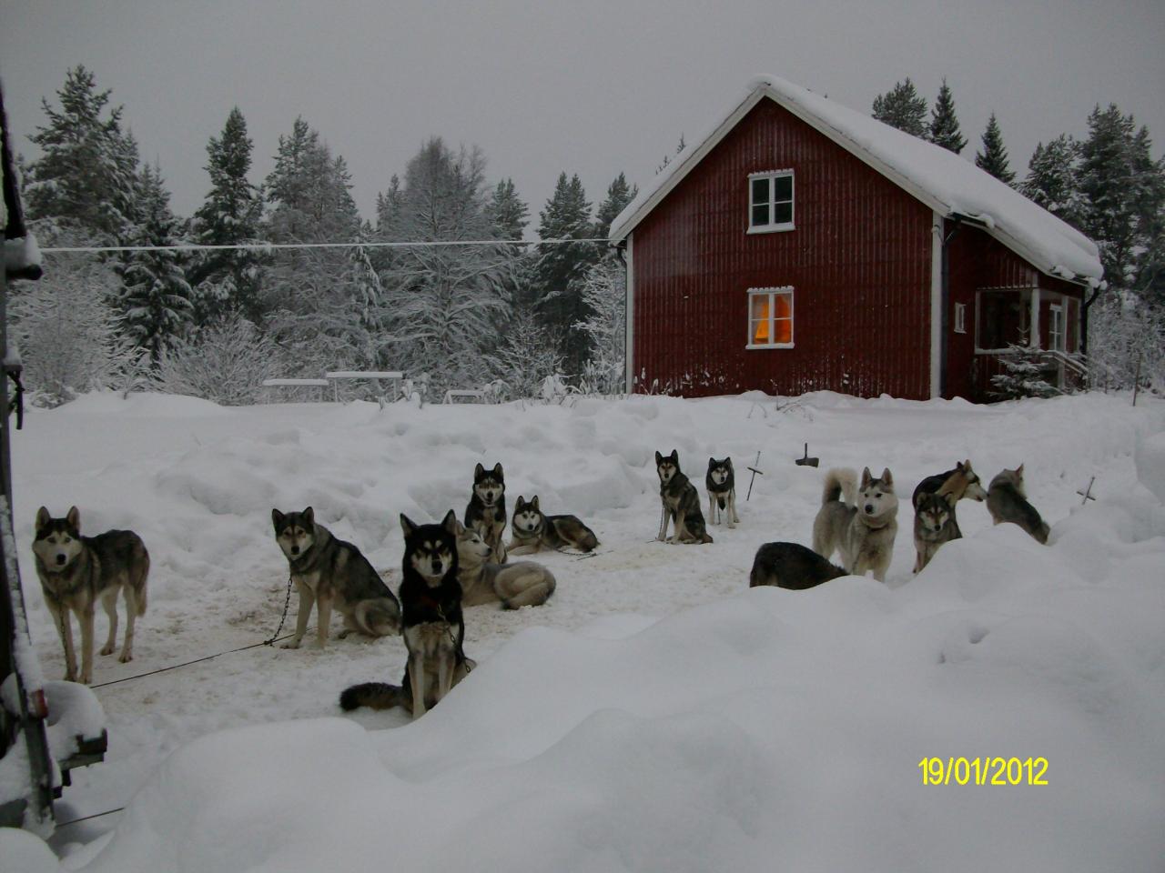 La maison et les chiens