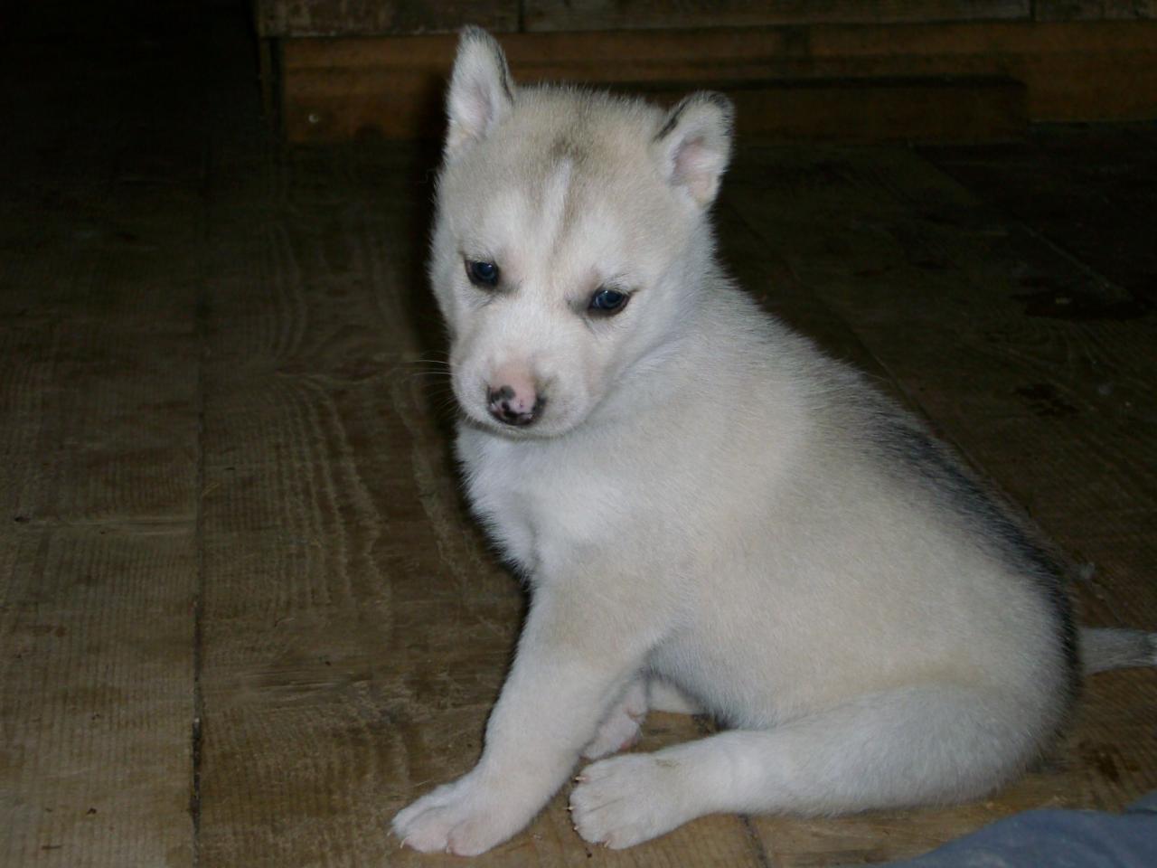 male