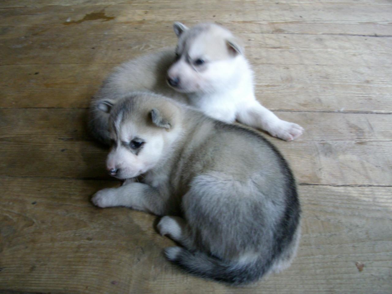 femelle sombre et claire