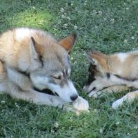 Lance et Moose (1)