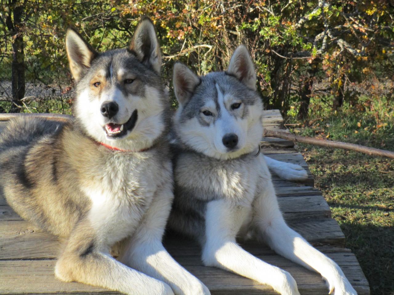 Loup et Lance (1)