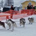 POLARDISTANS  2017